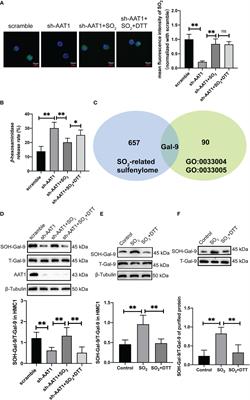 Sulfur dioxide inhibits mast cell degranulation by sulphenylation of galectin-9 at cysteine 74